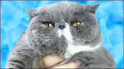 À quel youtubeur ce chat appartient-il ?