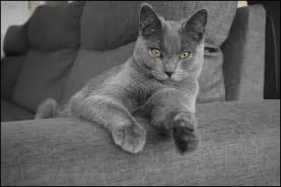 De quel film d'animation le premier chat de Siphano et Blondie tire-t-il son nom ?