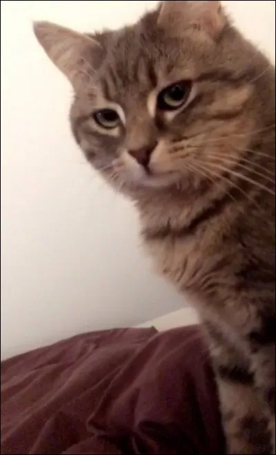 Comment le chat d'Horia s'appelle-t-il ?