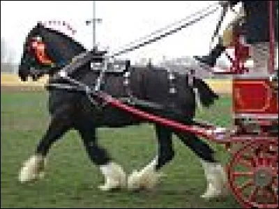 Comment appelle-t-on les taches blanches sur les jambes des chevaux ?