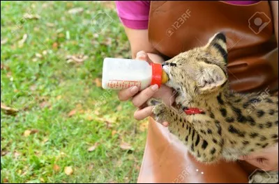 C'est dans la savane africaine que je chasse !