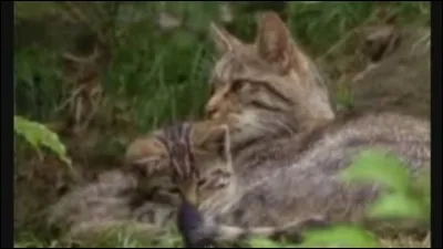 Parcourez l'Europe, c'est là que l'on me trouve !