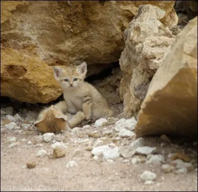 Le Sahara est son habitat !