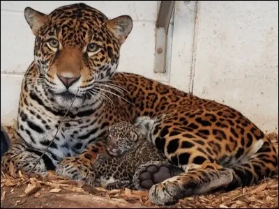 Pour ce félin, préférez l'Amérique latine !
