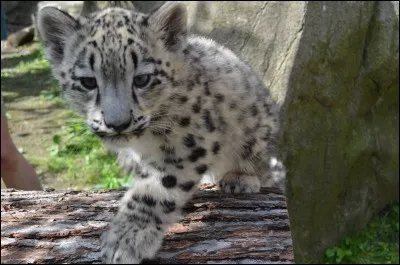 C'est sur les pentes enneigées d'Asie que vous me trouverez !