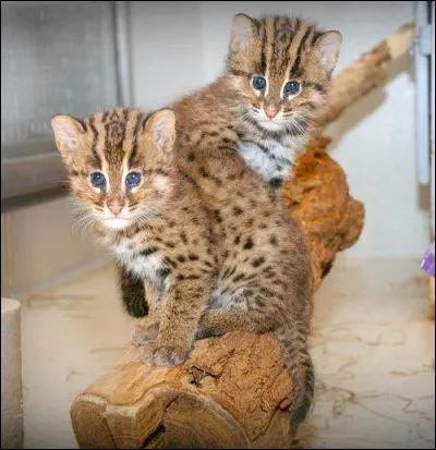 Il n'a pas besoin d'hameçon et de canne à pêche !