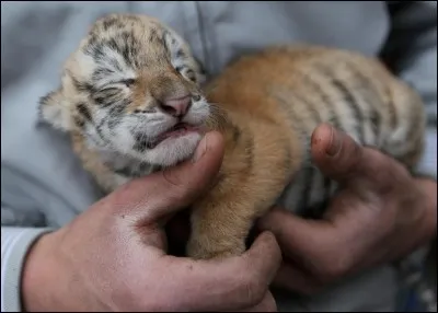 Qu'il soit du Bengale ou de Sibérie, c'est le plus gros félin sauvage du monde !