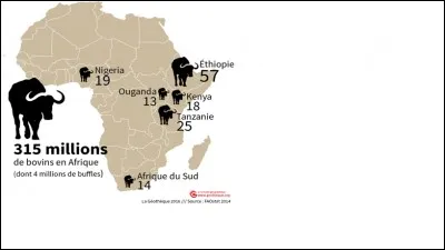 La variation ''grain'' en implantation zonale...