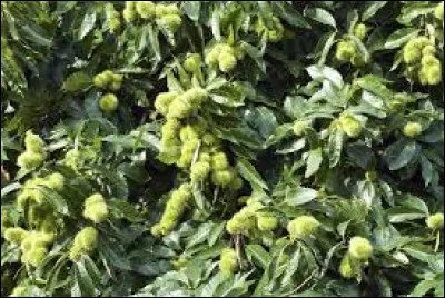 Nature - Sur l'image est-ce un châtaigner ou un noisetier ?