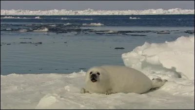 Le plus petit océan est situé au pôle Nord. C'est...
