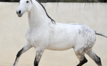 Quiz Galop 3