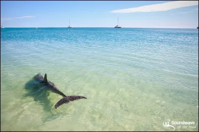 Tu aimerais vivre...