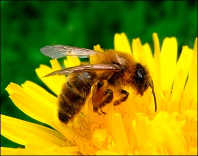 Que fait l'abeille ?