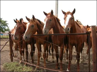 Comment s'appelle la tache blanche située sur la tête du cheval ?