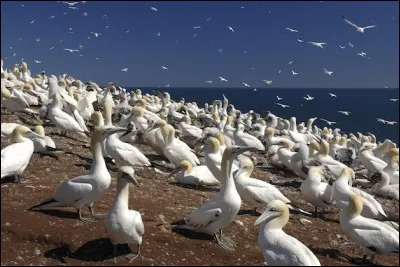 Que sont ces oiseaux de mer ?