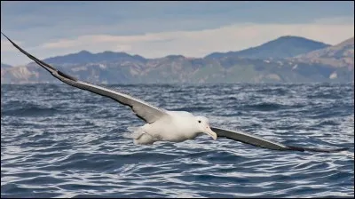 Qui a écrit " Souvent pour s'amuser, les hommes d'équipages, prennent des albatros, vastes oiseaux des mers" ?