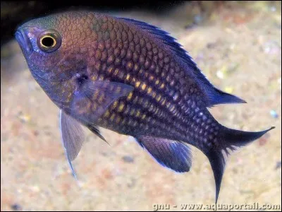 Quel est ce poisson ?