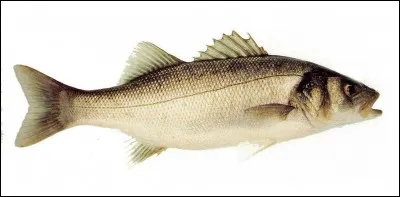 Quel est ce poisson réputé pour sa chair excellente ?