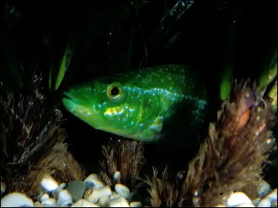 Quel est ce poisson ?