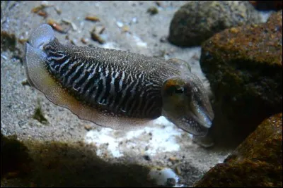 Quel est ce mollusque jetant de l'encre?