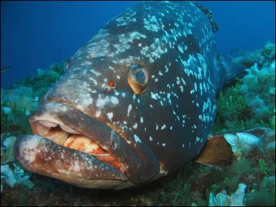 Quel est ce poisson ?