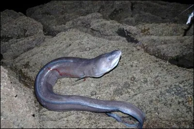 Quel est ce poisson ?