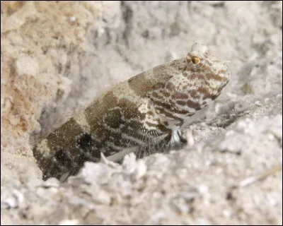 Quel est ce poisson ?