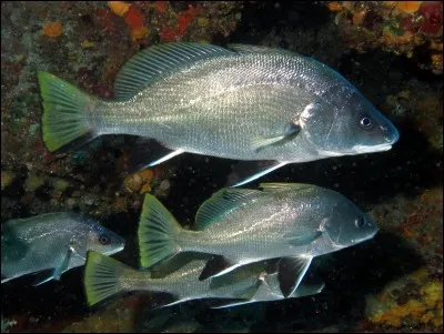 Quel est ce poissons menacé d'extinction ?