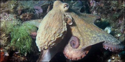 Quel est ce mollusque ?