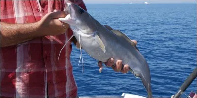 Quel est ce poisson qui est le roi du cache-cache sous-marin ?