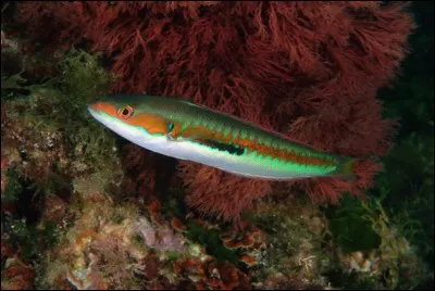 Quel est ce poisson ?