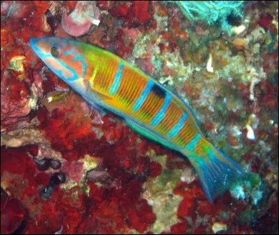 Quel est ce poisson ?