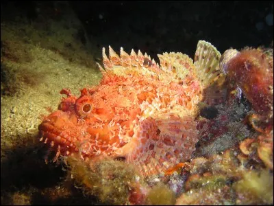 Quel est ce poisson venimeux ?