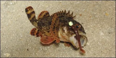 Quel est ce poisson venimeux ?