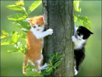 C'est Marcel Aymé qui a écrit : Les Contes du Chat ... !