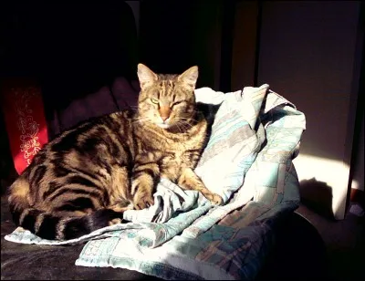 Dans son livre "Le Cinquième Livre", nous pouvons faire la connaissance de Grippeminaud, l'Archiduc des chats-fourrés !