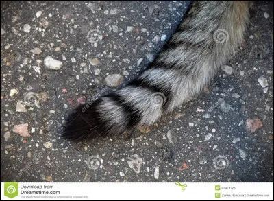 Qui a chanté "La Queue du Chat" ?