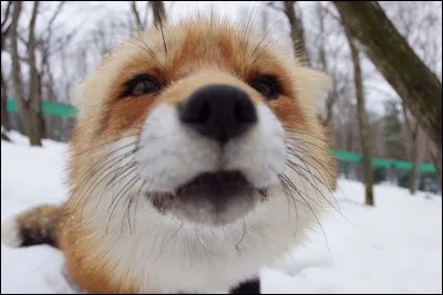 Que signifie "karaquer" ?