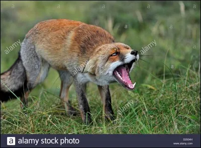 Qu'est-ce qu'une broyeuse ?