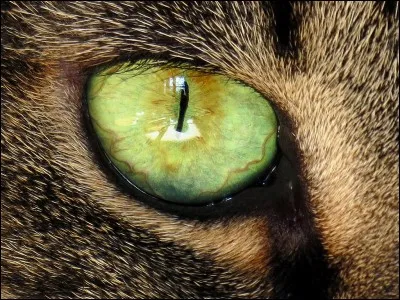 Le chat est-il capable de voir dans le noir complet ?