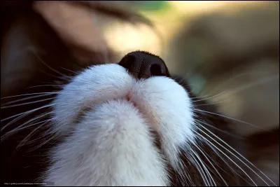 Comment nomme-t-on les moustaches d'un chat ?