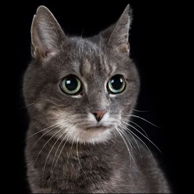 Quel est le mot en latin classique pour dire "chat" ?