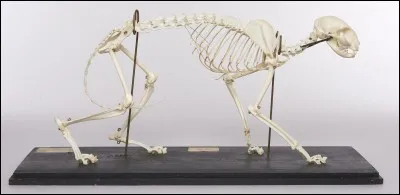 De combien d'os le chat est-il composé ?