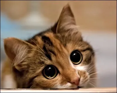 Combien de doigts le chat possède-t-il sur ses pattes postérieures ?