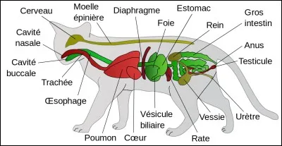 Quel est le volume de l'estomac du chat ?