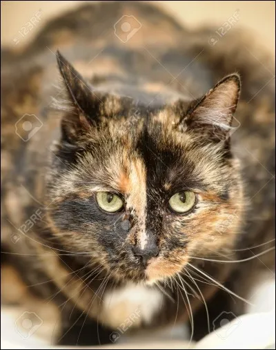 Un chat mâle écaille de tortue ou tricolore est-il possible ?