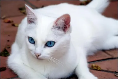 Quel est le pourcentage de chats blancs aux yeux bleus qui sont sourds ?