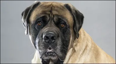 Quelle est cette race de chien ?