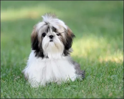 Quelle est cette race de chien ?