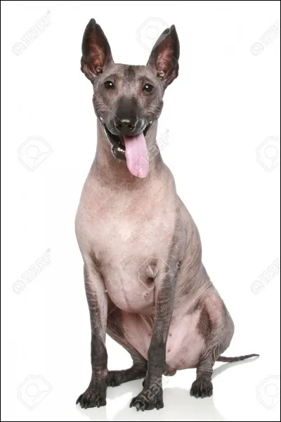 Quelle est cette race de chien ?